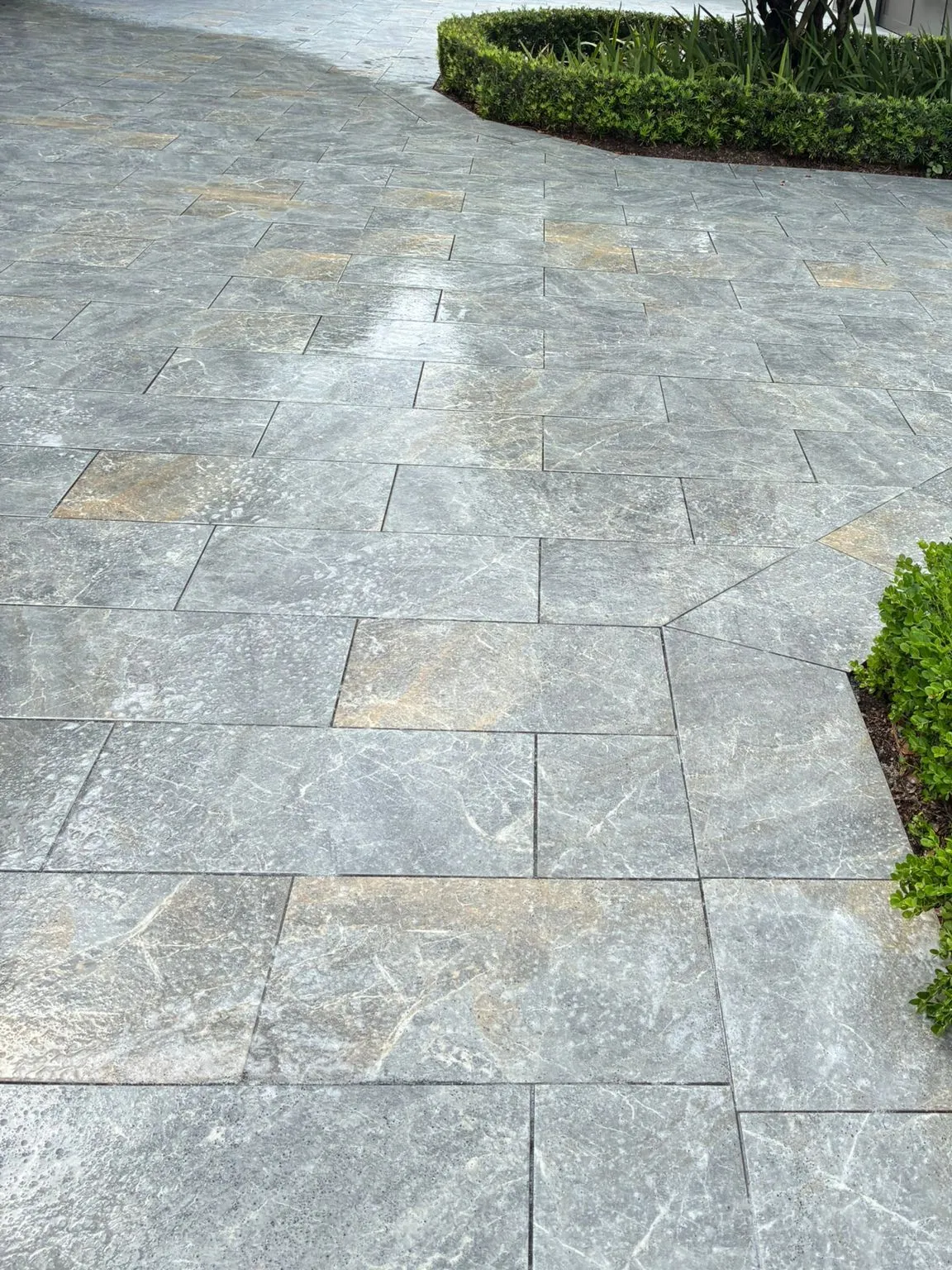 Curved gray marble paver driveway wrapping a clipped hedge island with a sculpted tree.