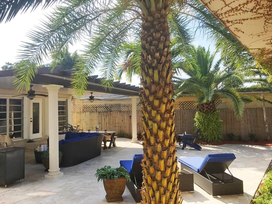 Travertine patio with a date palm, blue lounge chairs and a covered pergola with columns behind