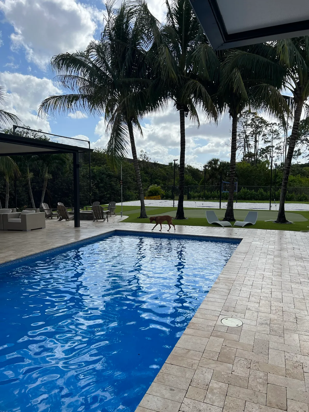 Rectangular pool with travertine paver deck, tall palms and a putting green beyond.