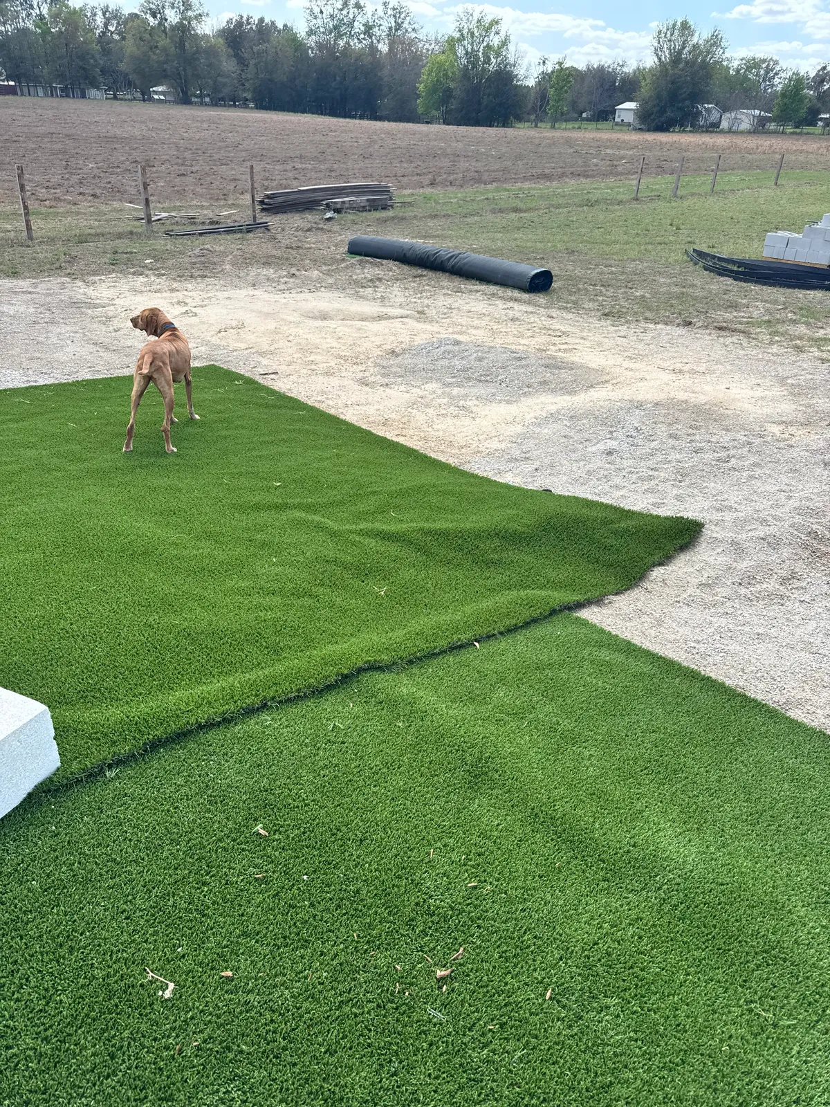 Edge of newly laid artificial turf over a compacted base with a turf roll waiting nearby and a dog standing on it.