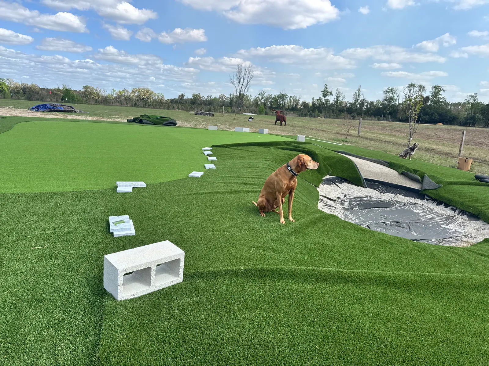 Dog sitting on freshly laid artificial turf next to a sand bunker under construction on a backyard putting green.