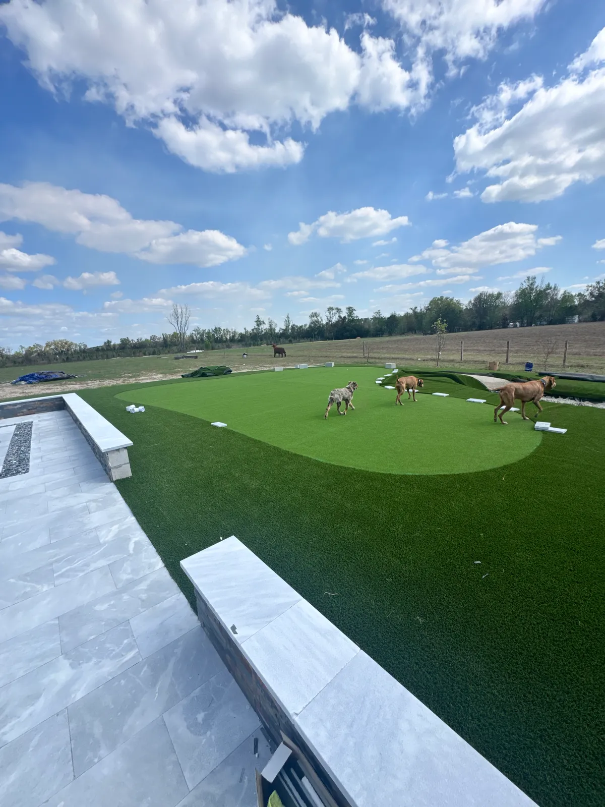 Artificial turf putting green being installed beside a gray marble deck with seat walls, dogs on the green.