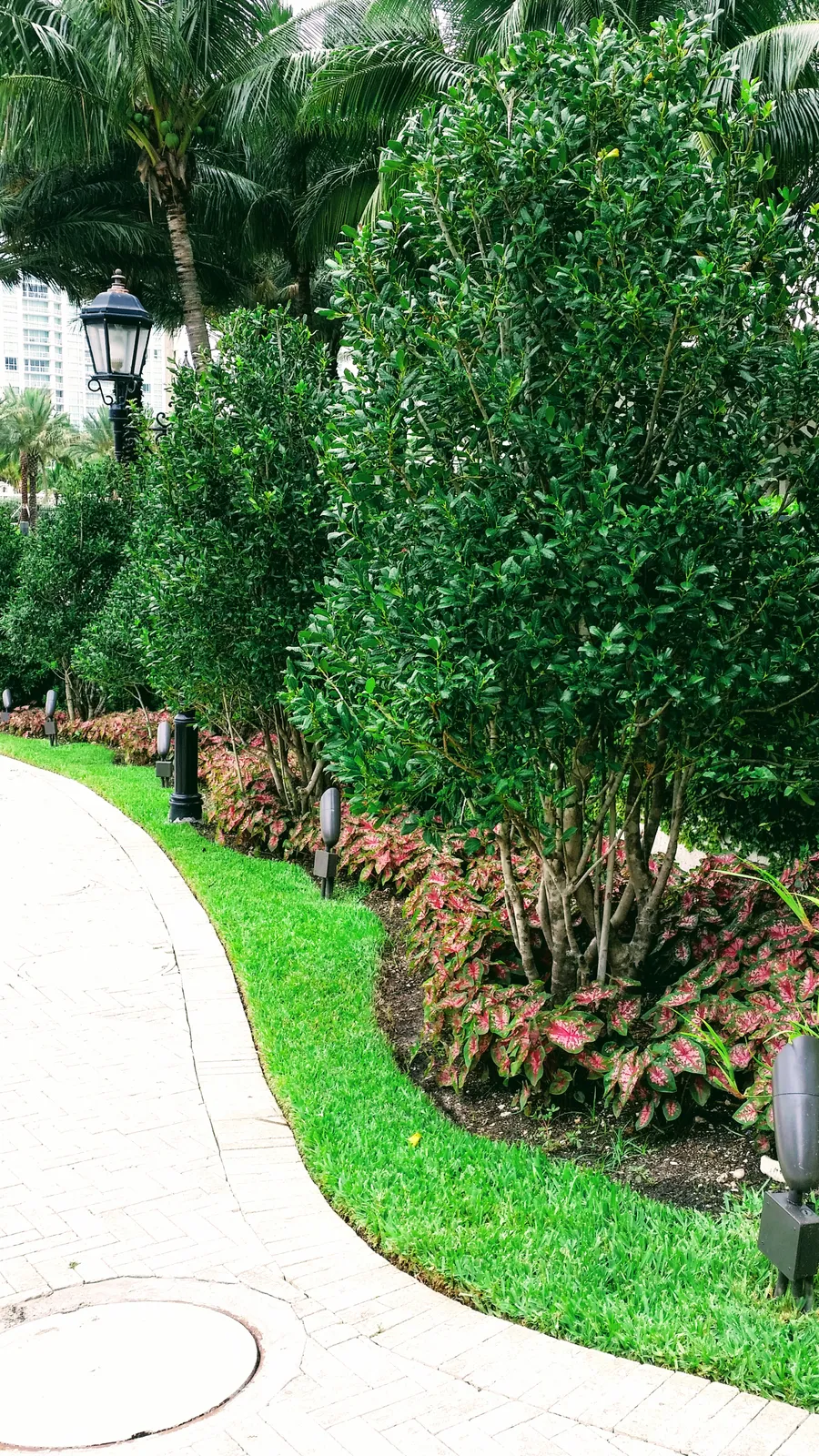 Curved paver walkway edged with lawn, caladiums, clipped trees and low path lights.