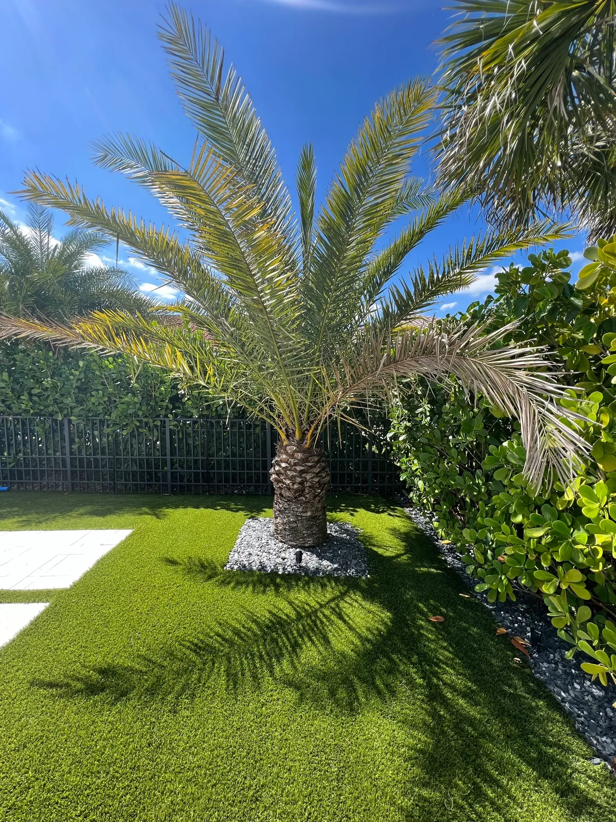Date palm planted in a square of black slate chips within artificial turf beside a clusia hedge.