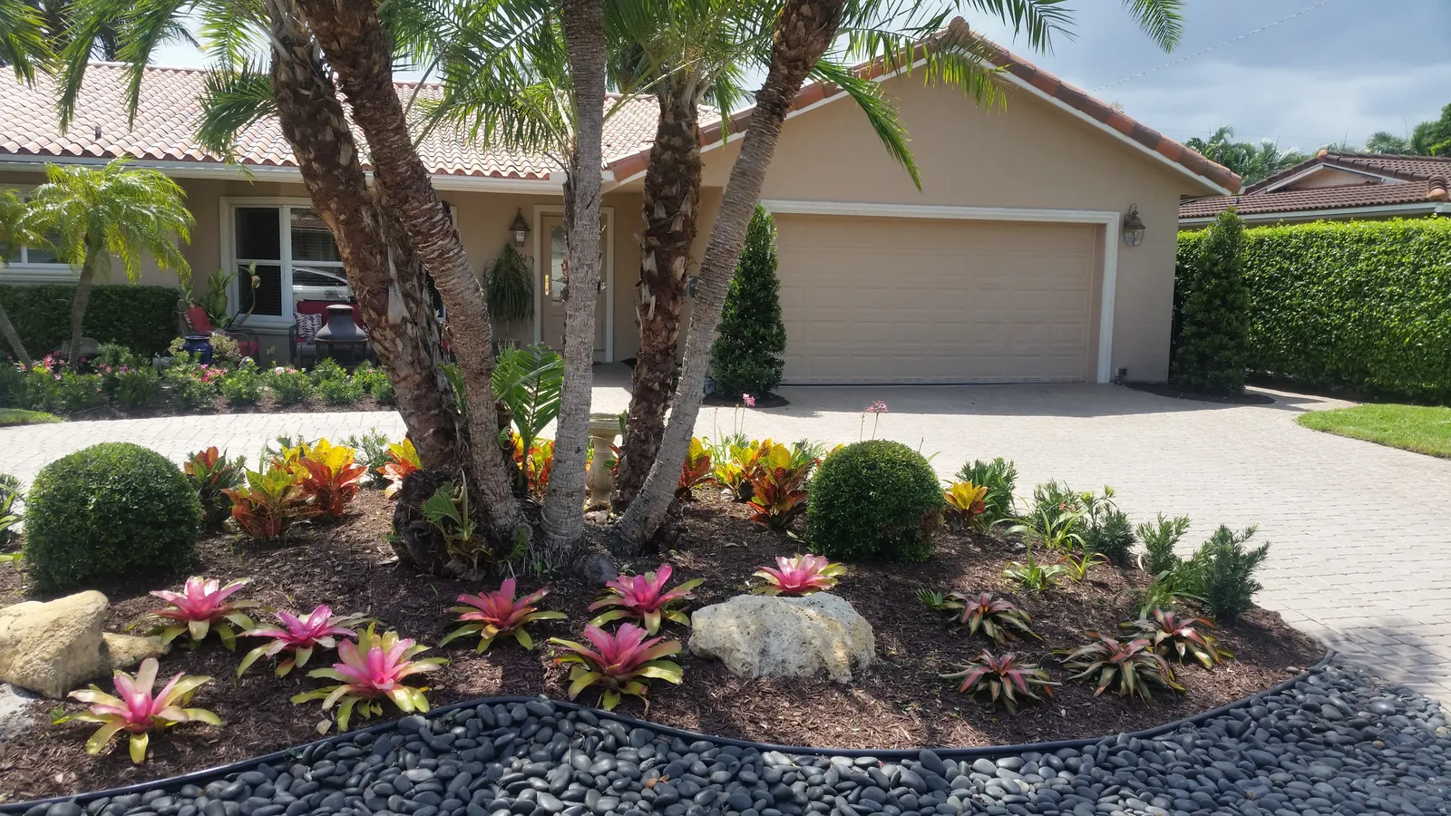 Front yard bed with pink bromeliads, crotons and boulders under a palm cluster by a paver driveway.