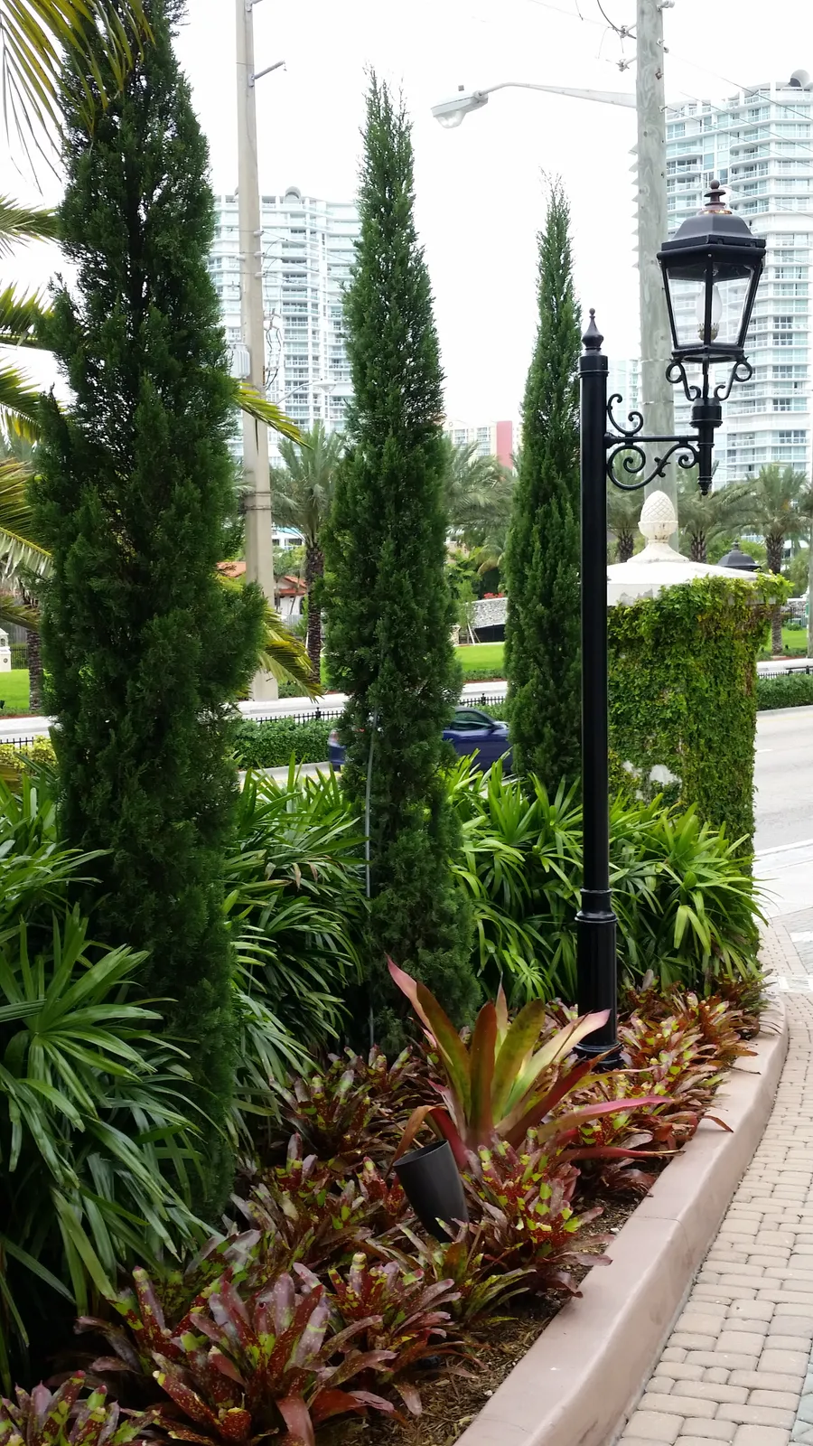 Planting bed with Italian cypress, lady palms and red bromeliads beside a black lamp post.