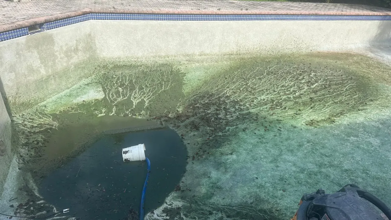 Drained pool with algae-stained old plaster and standing water in the deep end, with a bucket and a hose sitting in it.