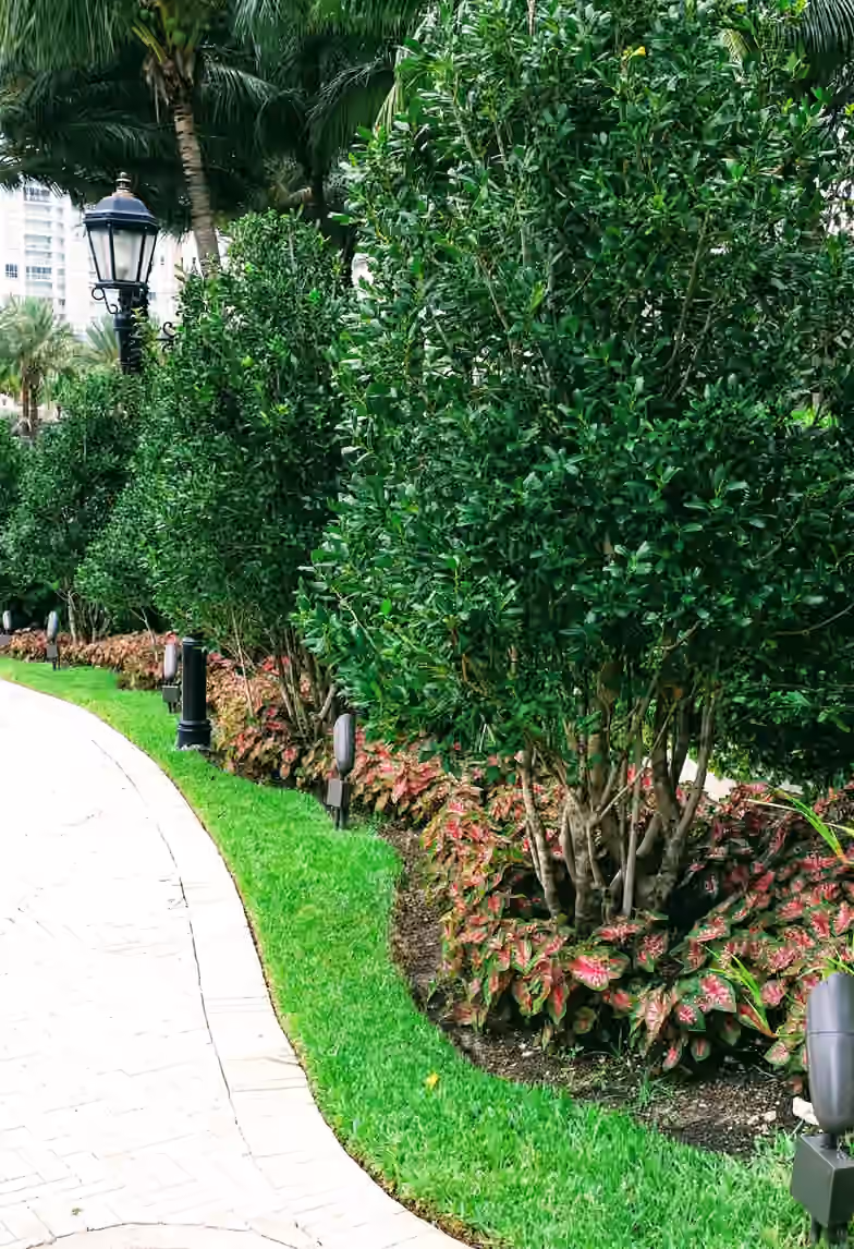 Curved paver walkway edged with lawn, caladiums, clipped trees and low path lights.